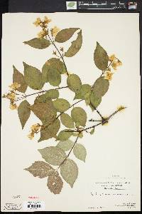 Philadelphus coronarius image