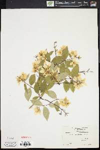 Philadelphus coronarius image