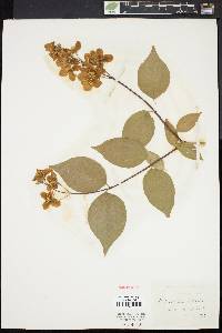 Philadelphus grandiflorus image