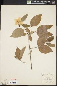 Philadelphus grandiflorus image