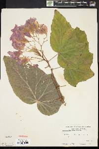 Begonia coccinea image