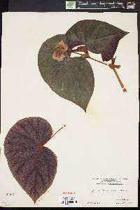 Begonia haageana image