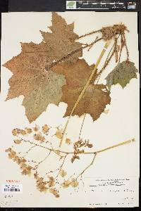 Begonia ricinifolia image
