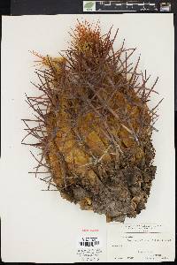 Ferocactus melocactiformis image