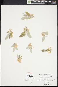 Elaeagnus umbellata image