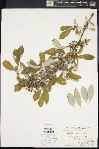 Elaeagnus umbellata image