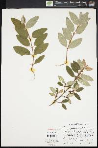 Shepherdia canadensis image