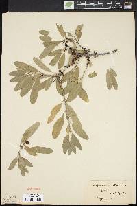 Shepherdia canadensis image