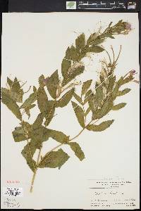 Epilobium hirsutum image