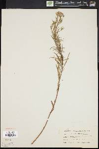 Epilobium leptophyllum image