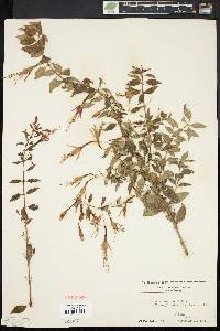 Fuchsia coccinea image