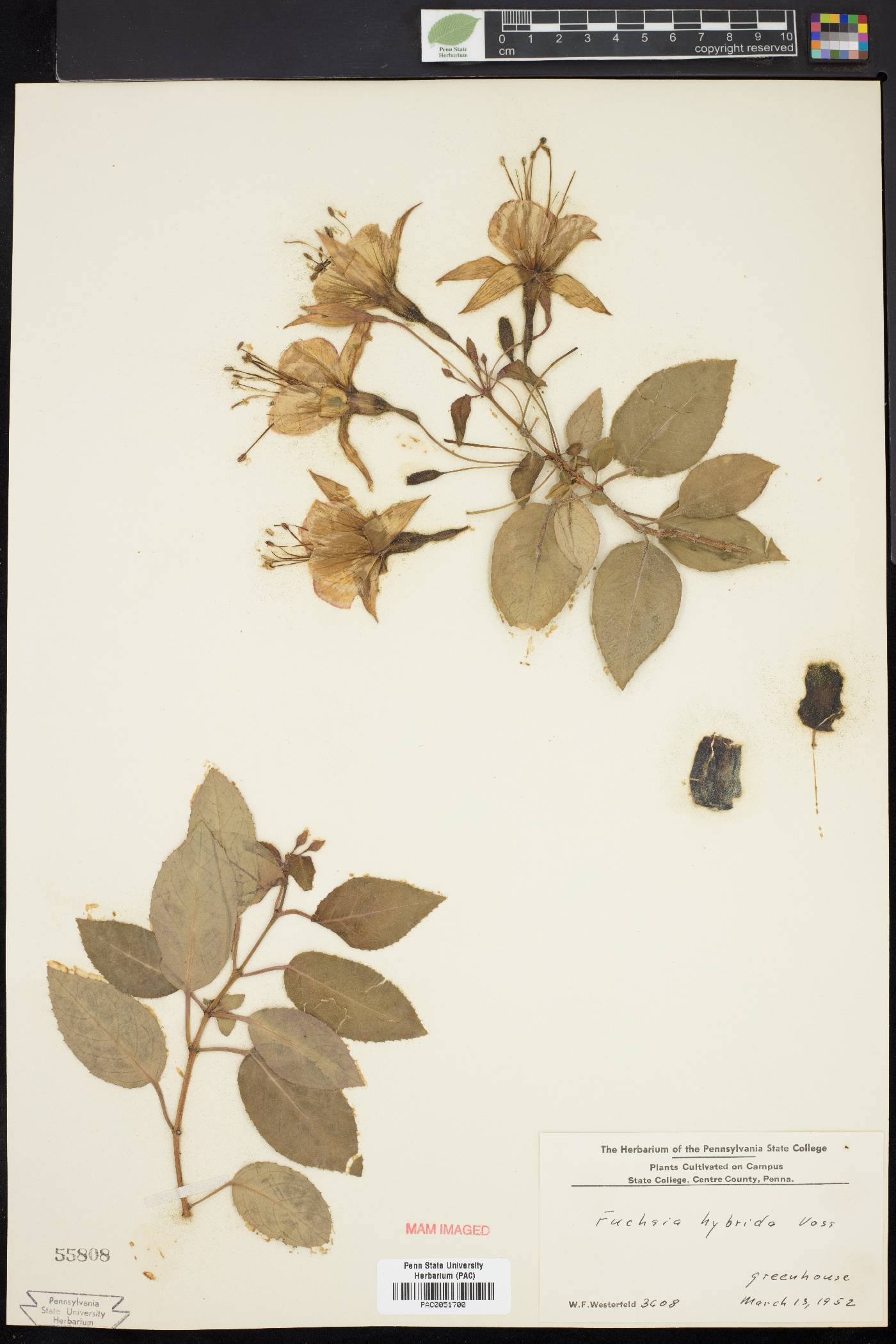 Fuchsia hybrida image