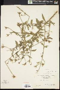 Oenothera gaura image