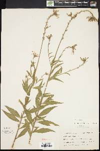 Oenothera gaura image