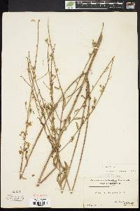 Oenothera gaura image