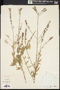 Oenothera gaura image