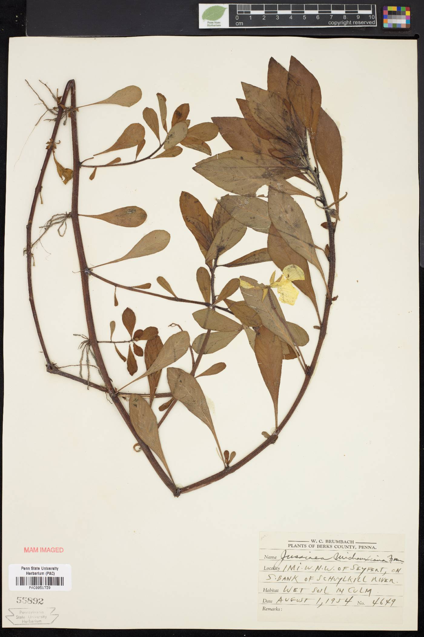 Jussiaea michauxiana image