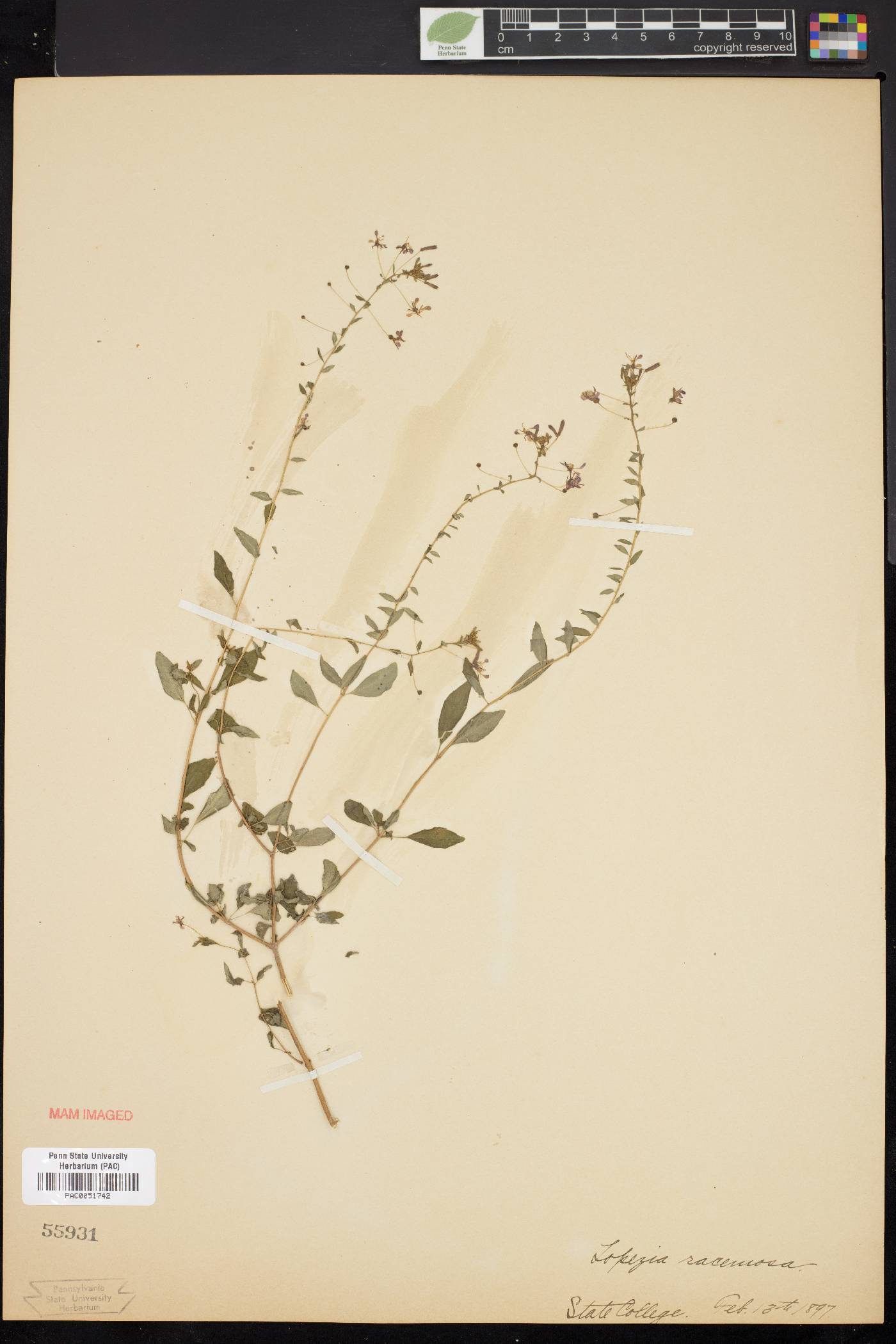 Lopezia racemosa image