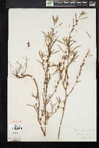 Ludwigia linearis image