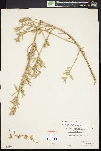 Oenothera humifusa image