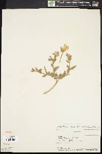 Oenothera mollissima image