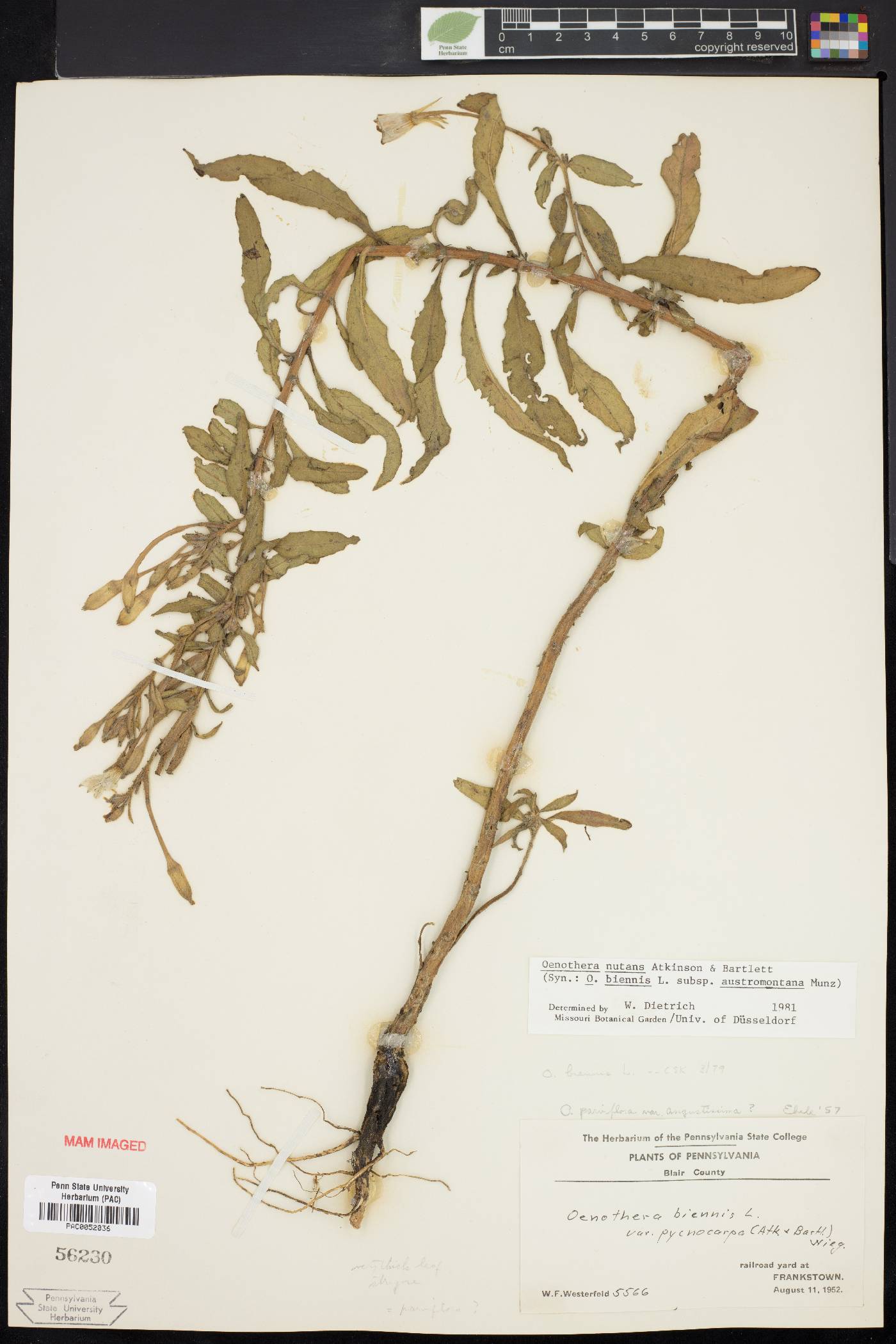 Oenothera nutans image