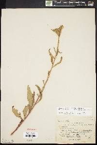 Oenothera nutans image