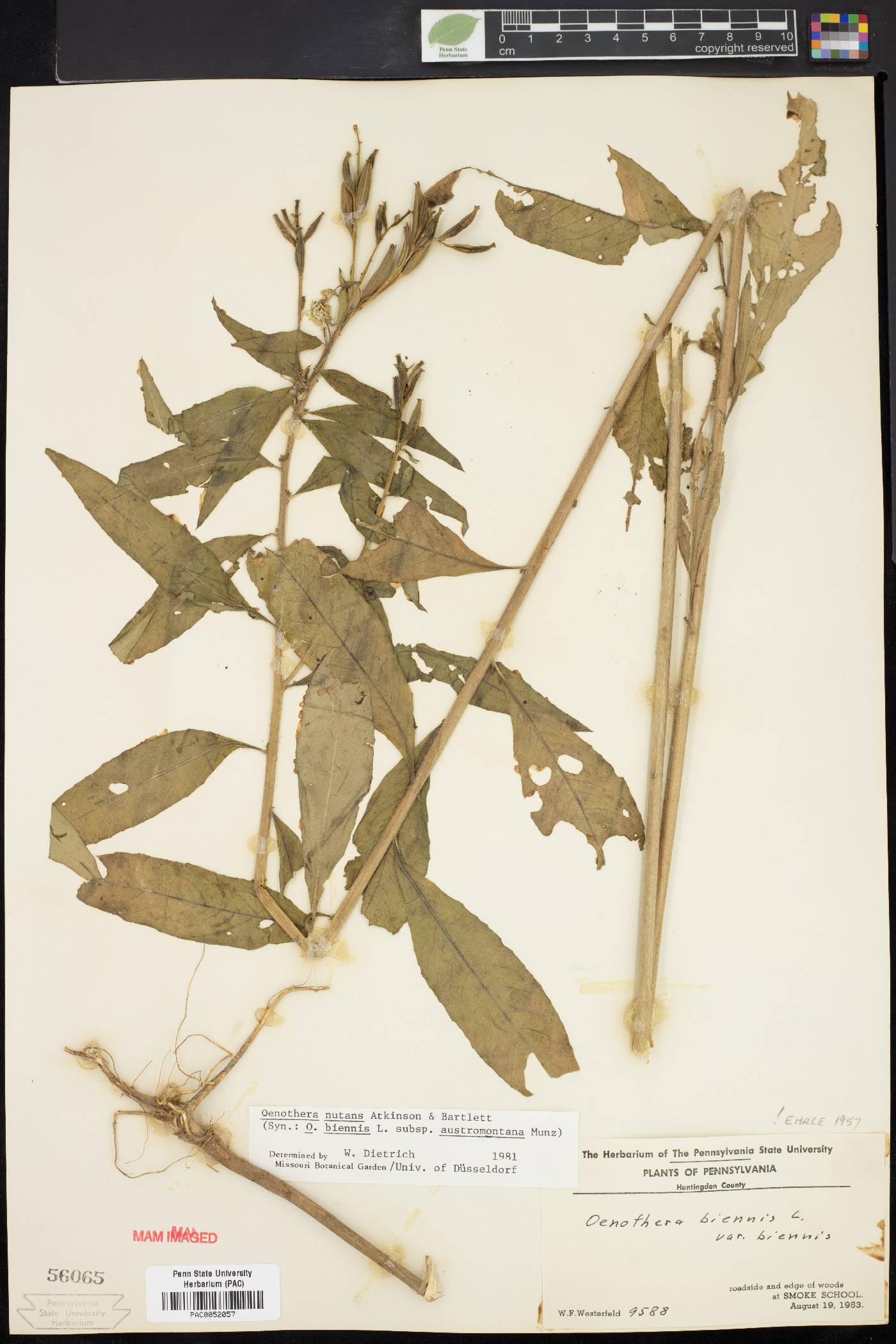 Oenothera nutans image