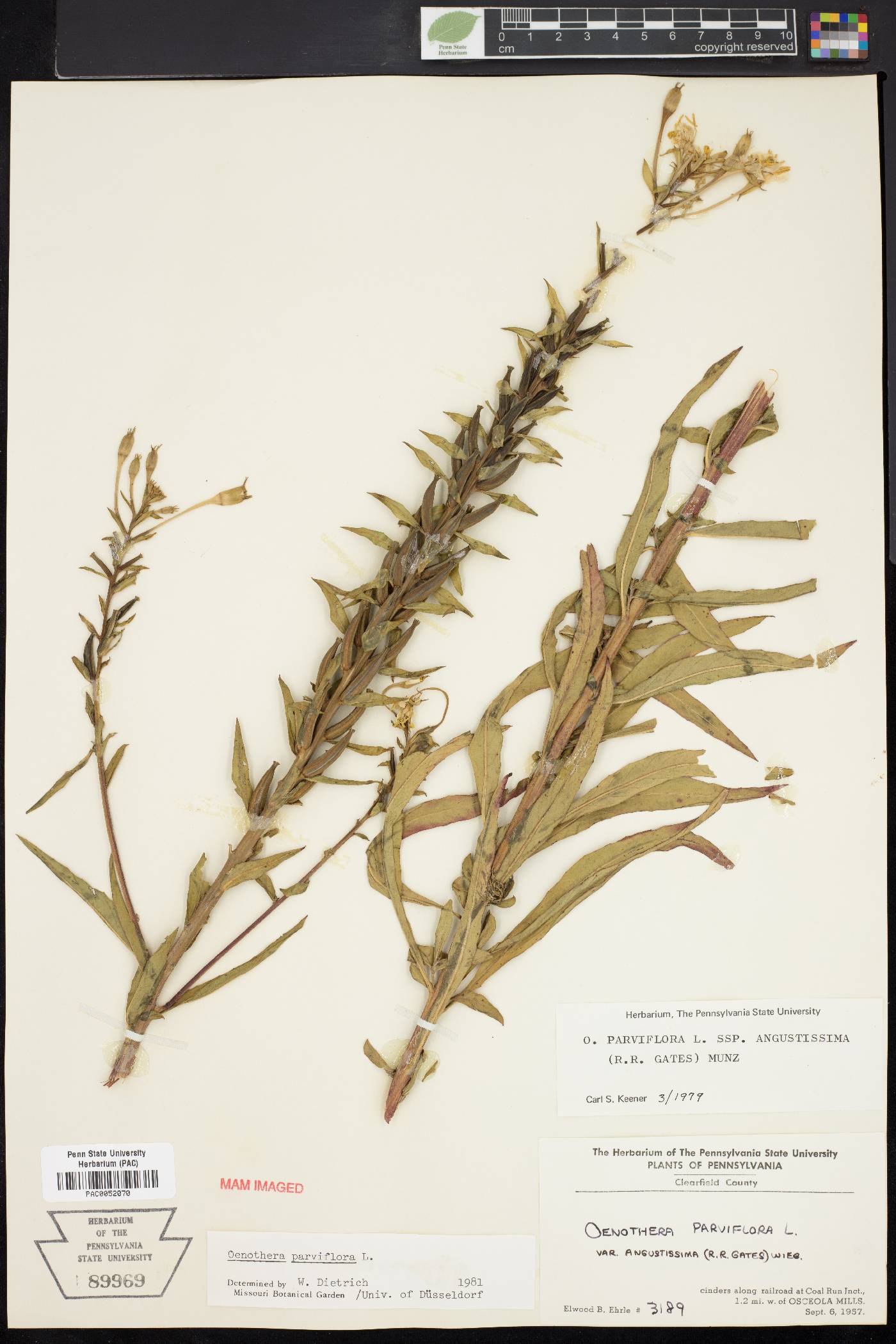 Oenothera parviflora image