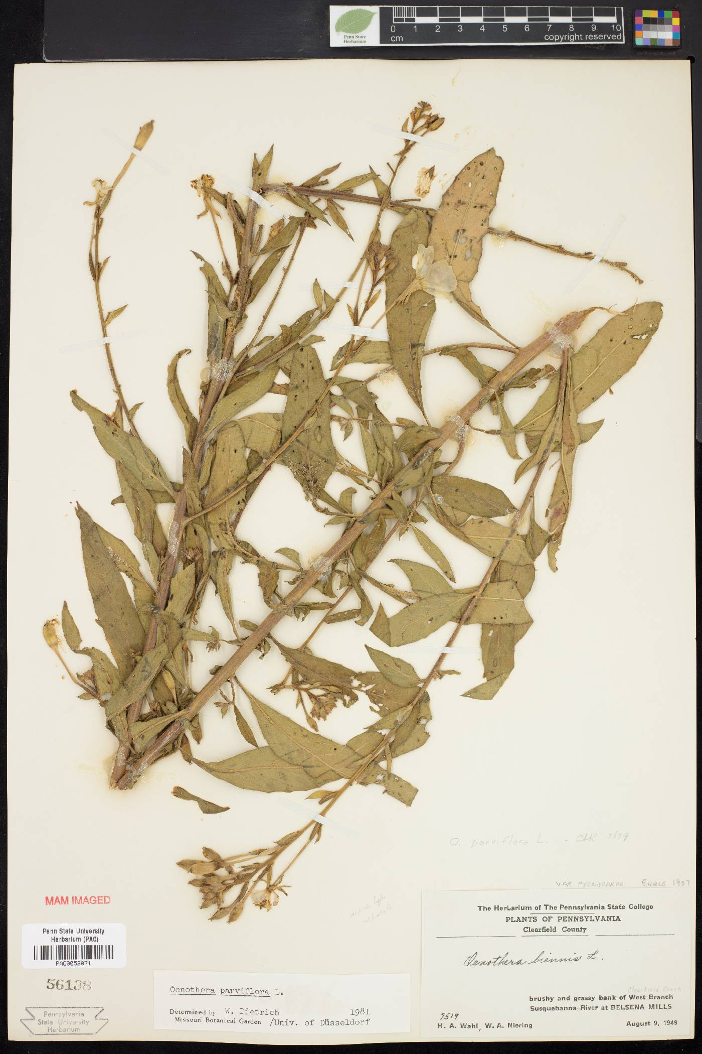 Oenothera parviflora image