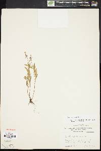 Oenothera perennis image