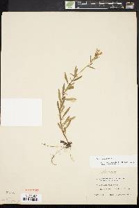 Oenothera perennis image