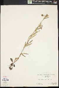 Oenothera perennis image