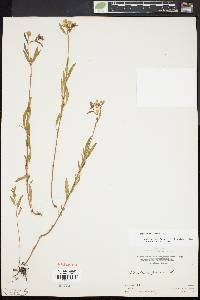 Oenothera perennis image