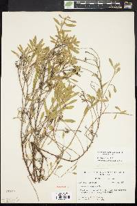 Oenothera humifusa image