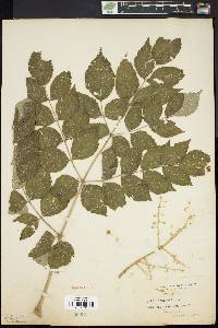 Aralia chinensis image