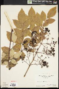 Aralia racemosa image