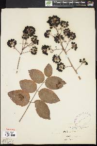 Aralia spinosa image