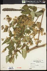 Aralia racemosa image