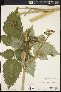 Angelica triquinata image