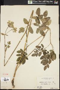 Angelica venenosa image