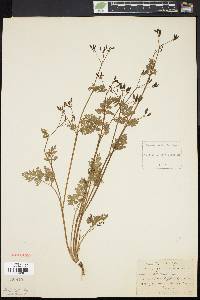 Chaerophyllum procumbens image