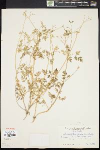 Chaerophyllum procumbens image