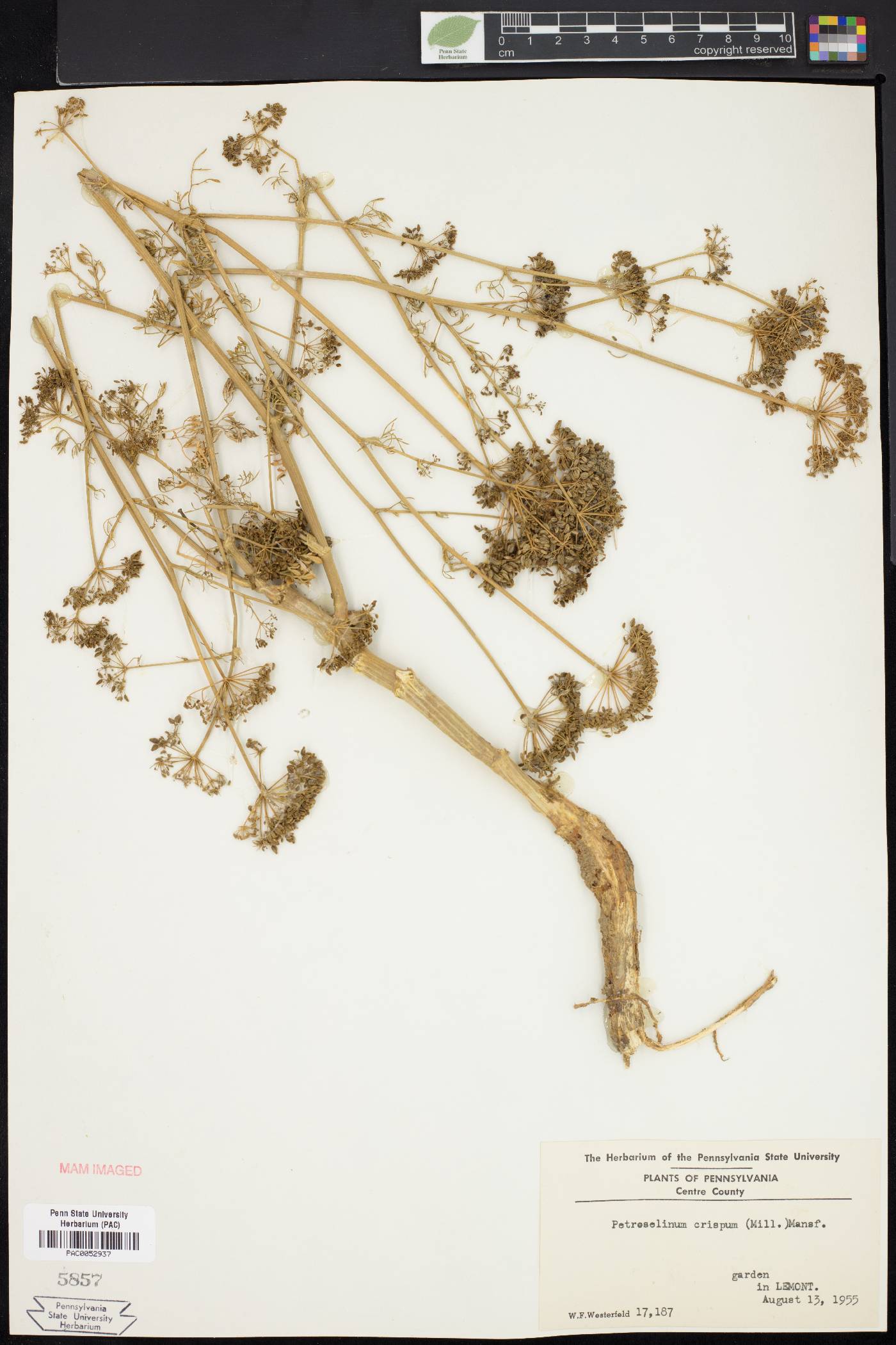 Petroselinum crispum image