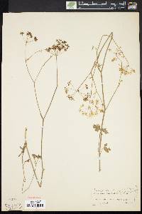 Pimpinella saxifraga image