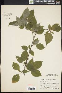 Cornus alternifolia image