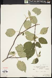 Cornus alternifolia image