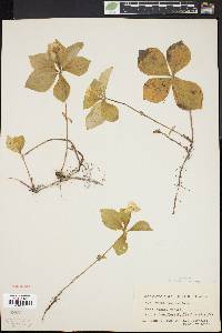 Cornus canadensis image