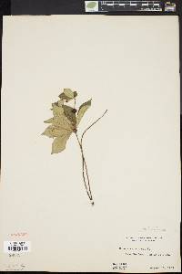 Cornus canadensis image