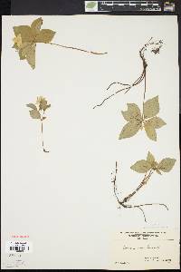 Cornus canadensis image